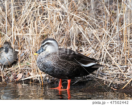 エレガントかる 鴨 最高の花の画像