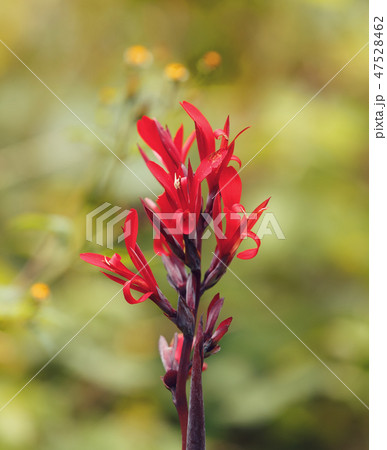 カンナの花 赤い花 季節の花 夏の花の写真素材