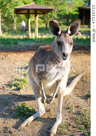 カンガルー 動物園 屋外 正面の写真素材