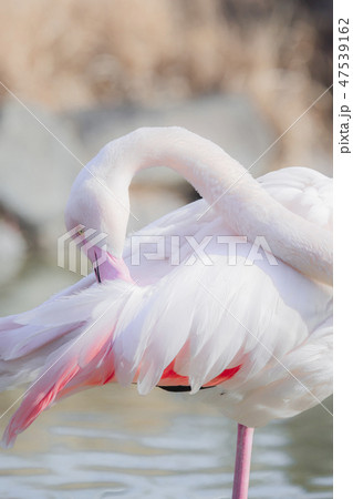 片足立ち 鳥の写真素材
