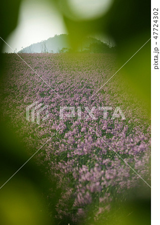 ラッキョウの花の写真素材