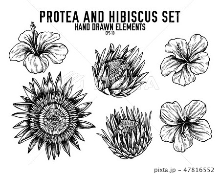 花 ハイビスカス 白黒 ハワイのイラスト素材
