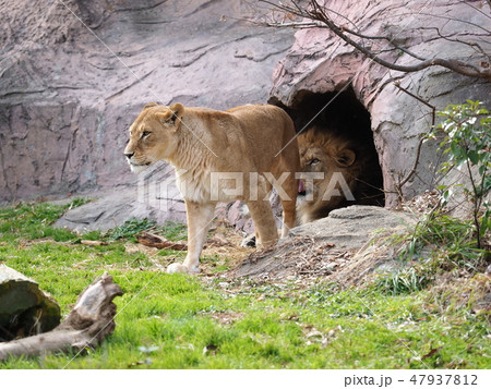 ライオン カップル 仲良し 夫婦の写真素材 - PIXTA
