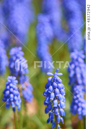 ヒヤシンス 青 水色 紫の写真素材