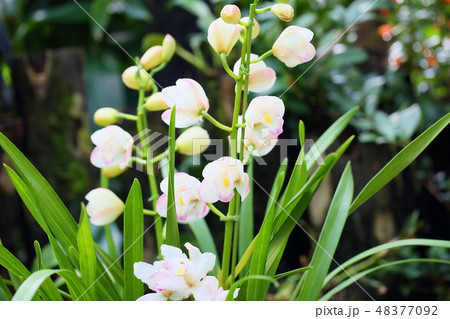 プリンセスマサコ 花の写真素材