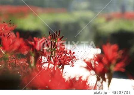 幽霊花の写真素材