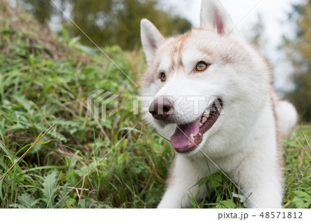 ハスキー犬の写真素材