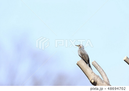 中くらいの鳥の写真素材