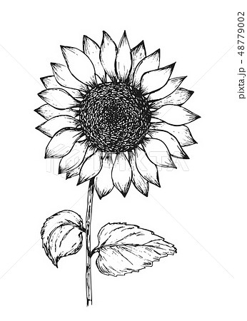 花 ひまわり 白黒 植物 向日葵のイラスト素材 Pixta