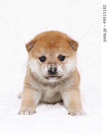 柴犬 子犬の写真素材