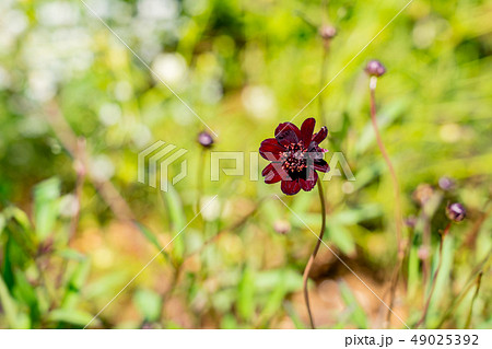 チョコレートコスモスの写真素材