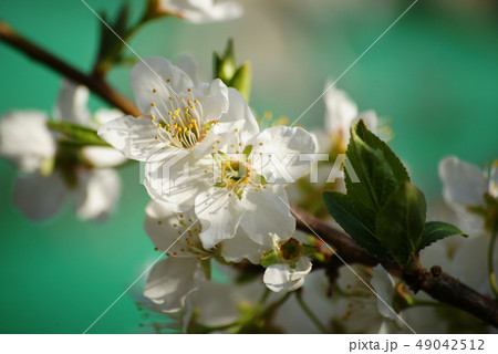 スモモの花の写真素材