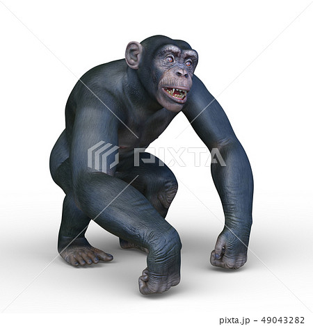 チンパンジーのイラスト素材集 ピクスタ