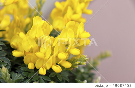 花 エニシダ 鉢植え 自然の写真素材