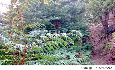 杉 植物 枝葉 春の写真素材