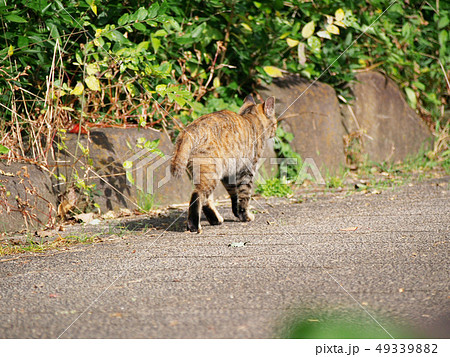 動物 猫 歩く 後ろ姿の写真素材