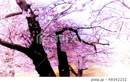 絶世の美女の写真素材 Pixta