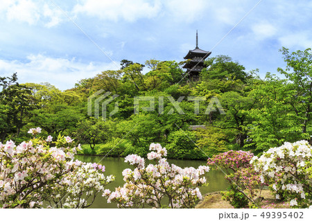 五月杜鵑花日本庭園日式庭園日式庭院照片素材