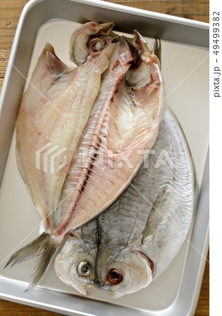 アメリカンバターフィッシュの写真素材