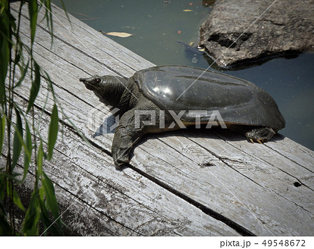 スッポン かわいいの写真素材