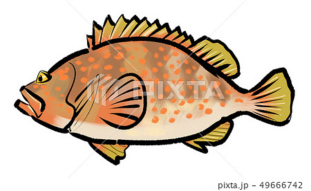 アコウのイラスト素材