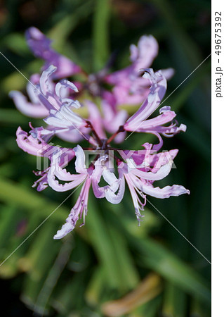 ネリネ 花 可憐の写真素材