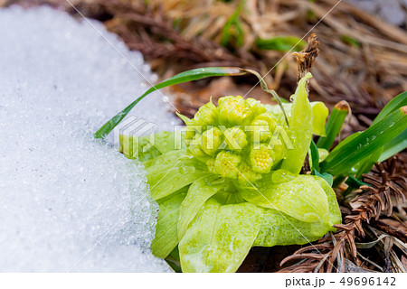フキノトウ 蕗の薹 ふきのとう 雪の写真素材