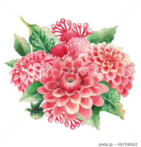 花 ダリア 赤色 白バックのイラスト素材