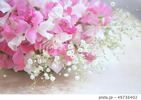 スイートピーとカスミソウの写真素材