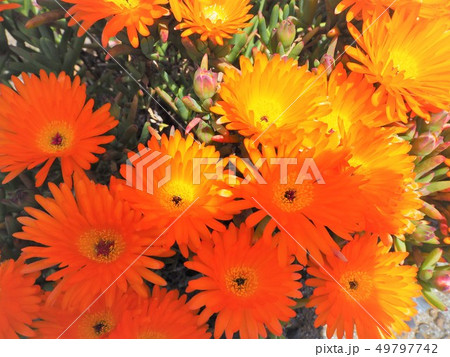 マツバギク 花 オレンジ 橙色の写真素材