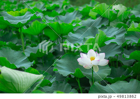 蓮 花 れんこん 大濠公園の写真素材