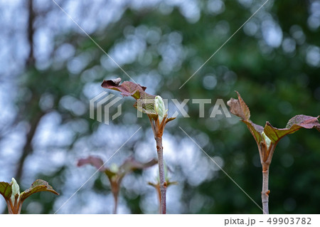 紫陽花 芽 新芽 植物の写真素材