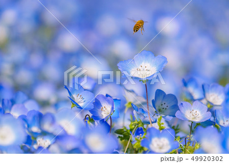 ミツバチ 花畑の写真素材