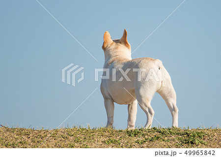 犬 ボストンテリア 後姿の写真素材