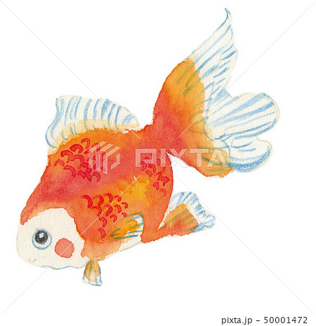 水彩 金魚 魚 観賞魚のイラスト素材