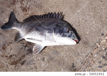 クロダイ チヌ 魚 ウロコの写真素材