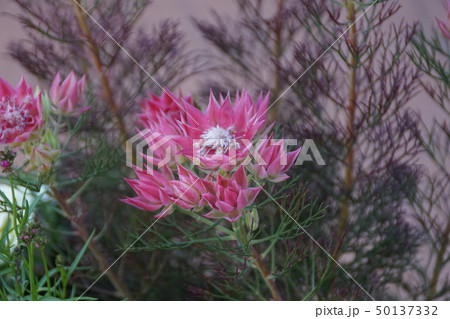 セルリア 花 セルリア カルメン 植物の写真素材