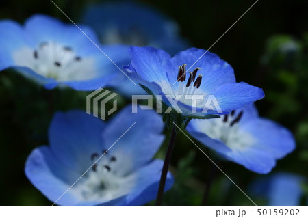 ネモフィラ 青い小さな花 青い花の写真素材