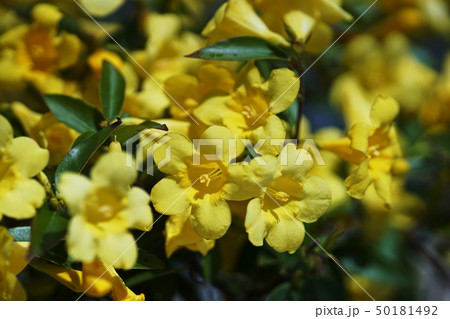 カロライナジャスミン 花 つる性 ラッパ状の写真素材