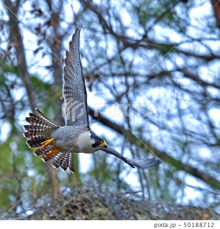 ハヤブサ 自然 鳥 かっこいいの写真素材