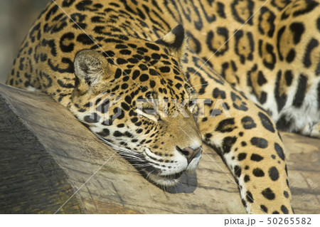 ジャガー 屋外 動物 顔の写真素材