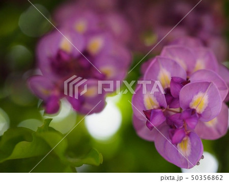 藤棚 藤 下から 花びらの写真素材