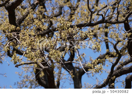 虫の集まる木 ブナ科の写真素材 Pixta