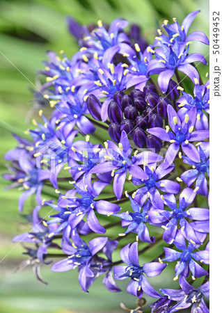 シラー属の写真素材