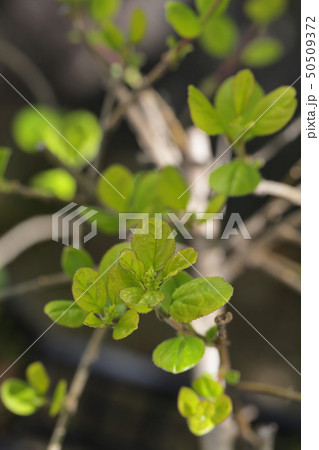 ヒトツバタゴの花芽と若葉の写真素材