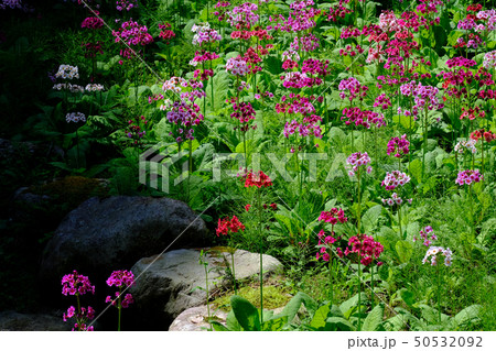 九輪草の写真素材 - PIXTA