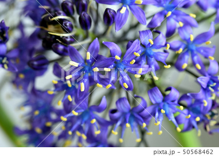 黄色の星形の５弁花の写真素材