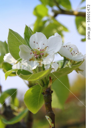 西洋梨の花の写真素材