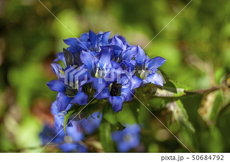 笹竜胆 植物 花の写真素材