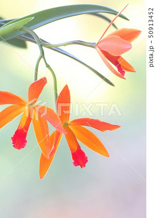 カトレア　オレンジナゲット‘Orange Queen’（花は終わりました） m56823132161_1.jpg?1637135387